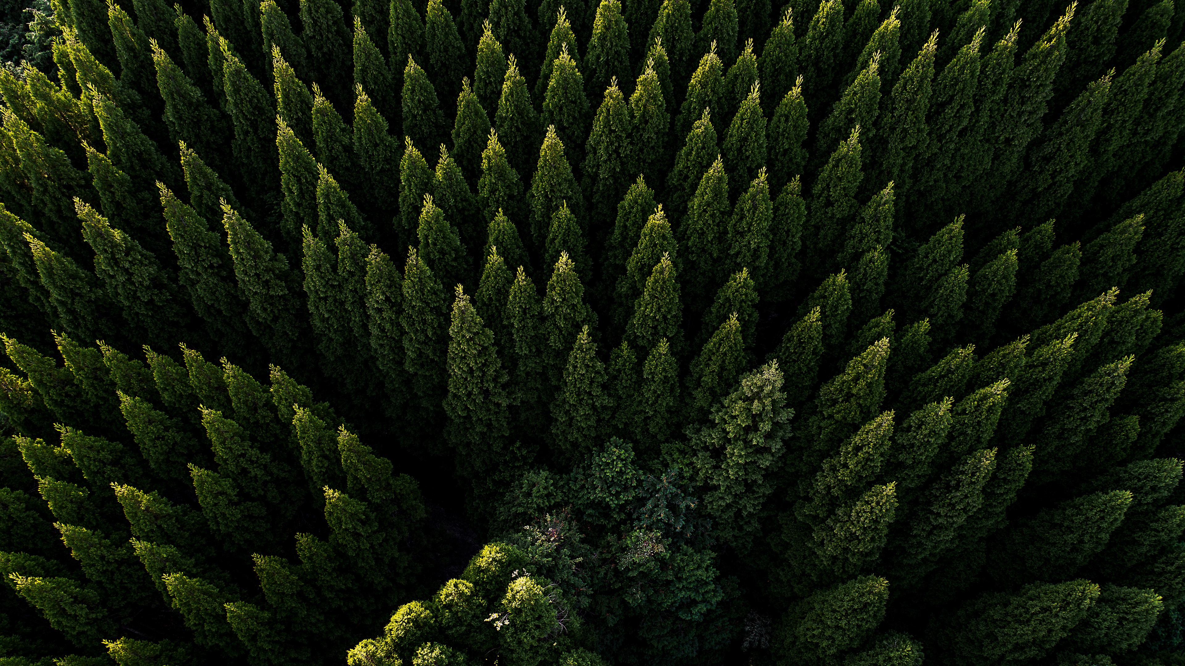 evergreen wallpaper,green,vegetation,plant,biome,terrestrial plant