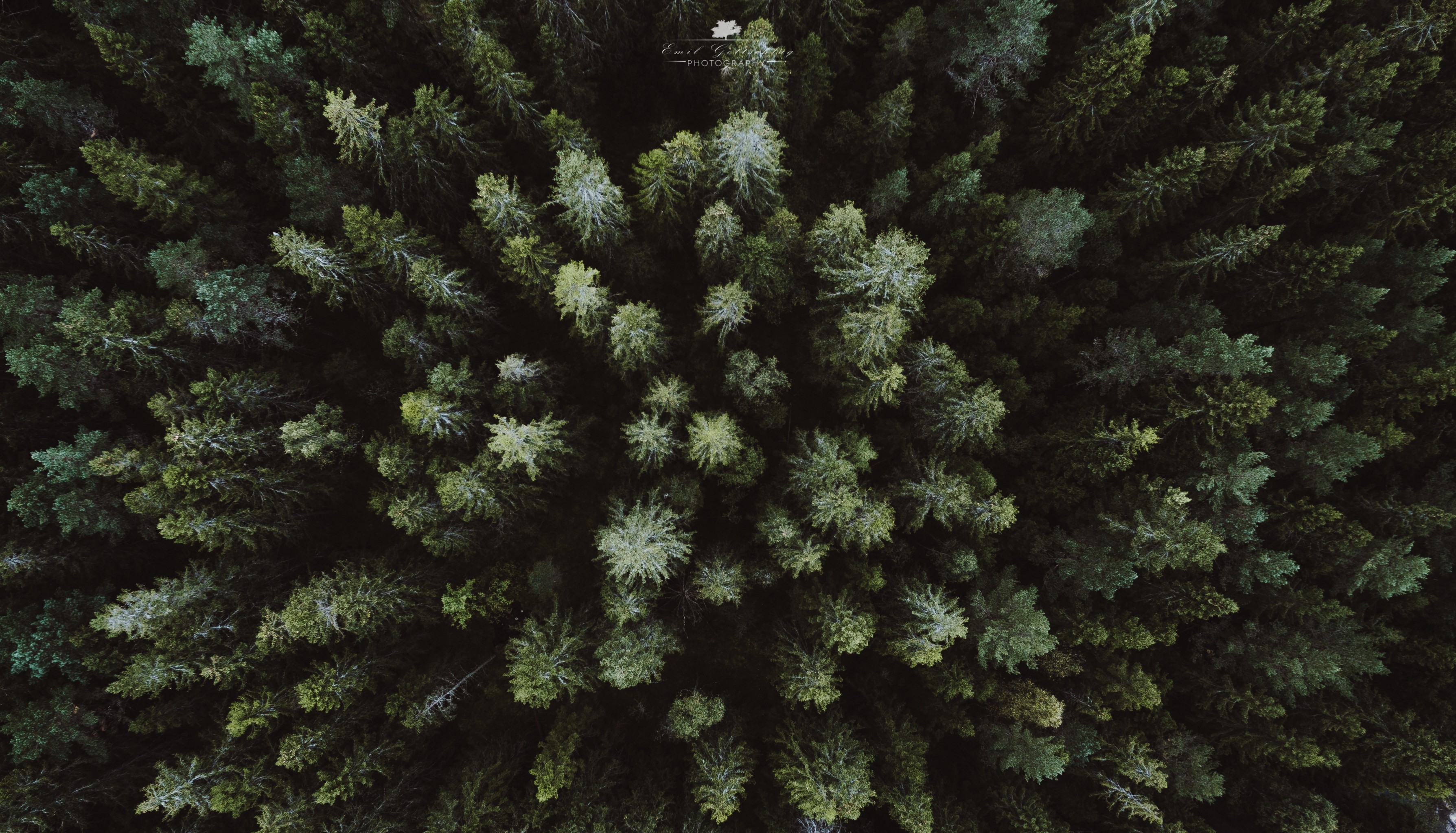 evergreen wallpaper,tree,canadian fir,green,shortleaf black spruce,vegetation