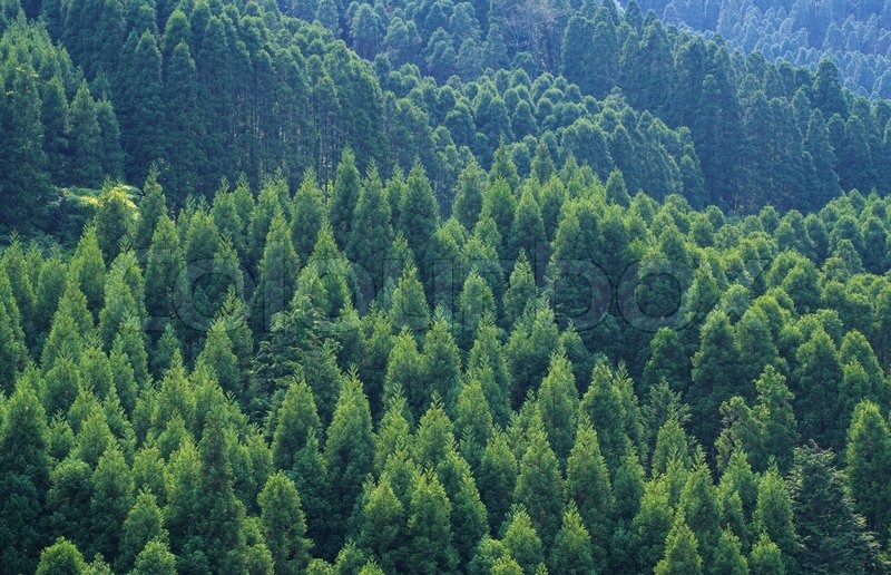 evergreen wallpaper,shortleaf black spruce,balsam fir,tropical and subtropical coniferous forests,forest,spruce fir forest