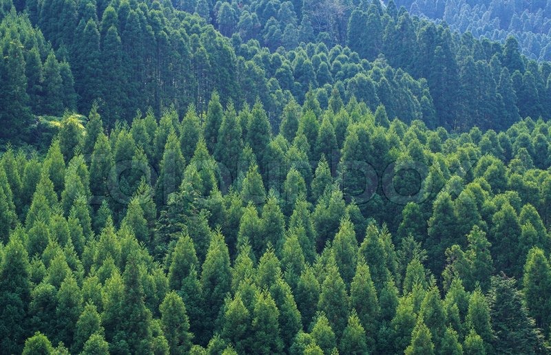 immergrüne tapete,kurzblättrige schwarzfichte,wald,fichtentannenwald,baum,kanadische tanne