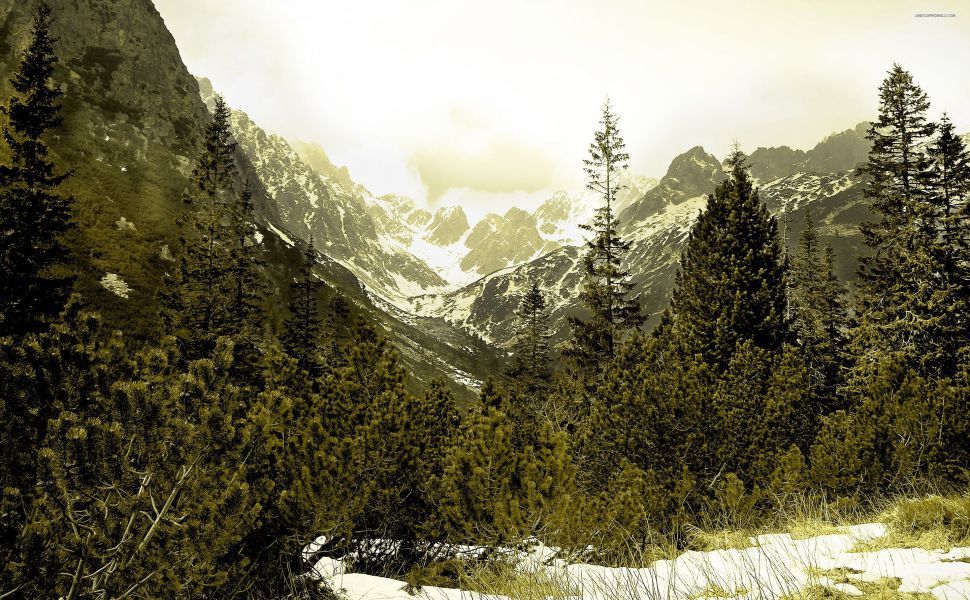 papier peint à feuilles persistantes,montagne,la nature,paysage naturel,chaîne de montagnes,arbre