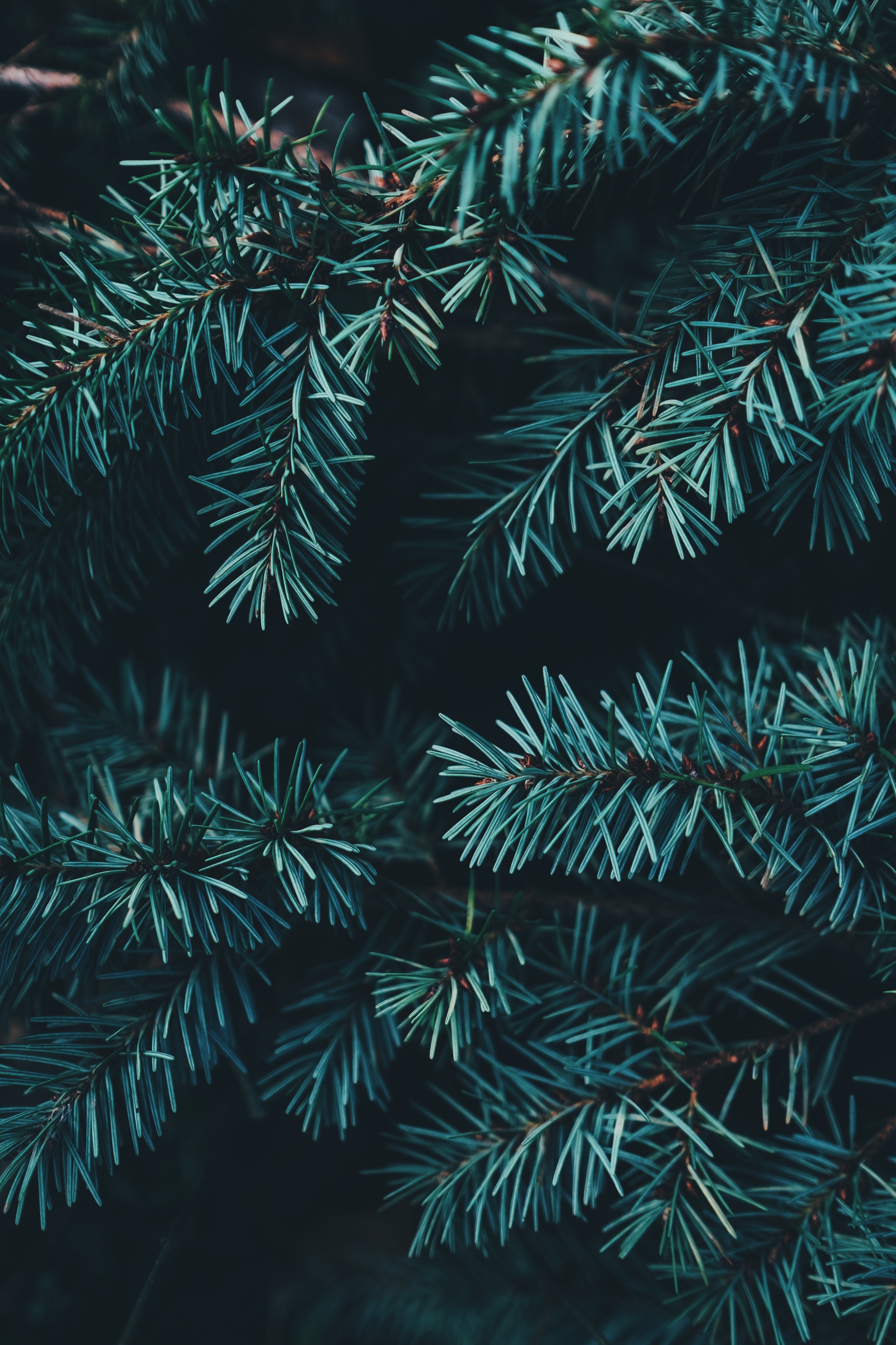 evergreen wallpaper,columbian spruce,shortleaf black spruce,balsam fir,white pine,colorado spruce