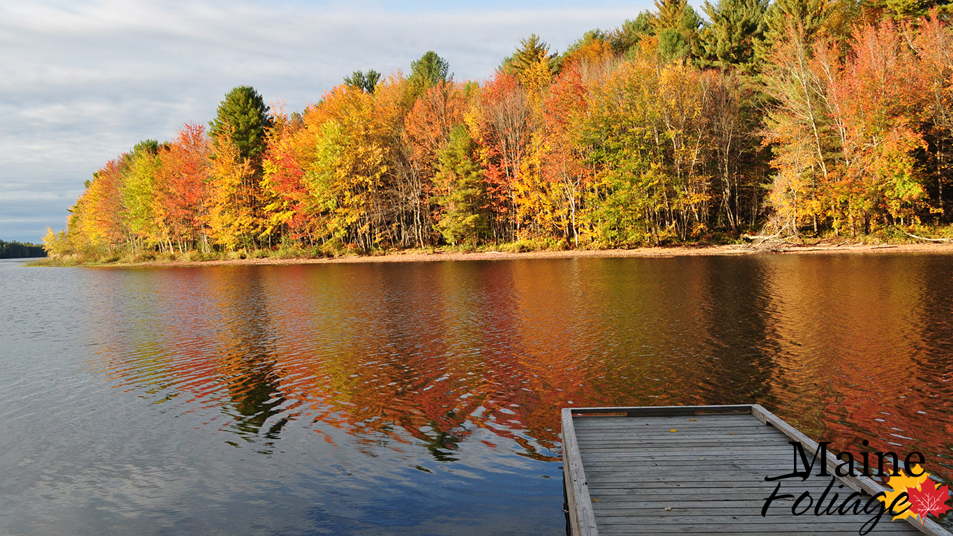 foliage wallpaper,natural landscape,reflection,nature,tree,water