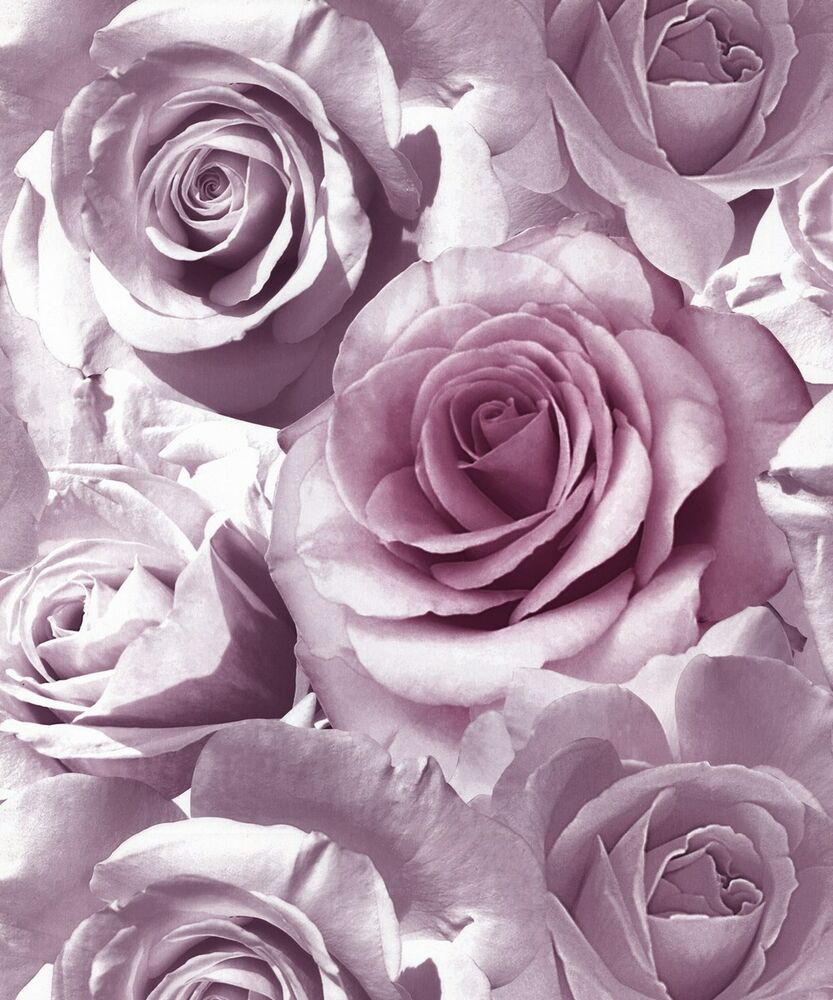 muriva rose wallpaper,flower,garden roses,rose,pink,petal