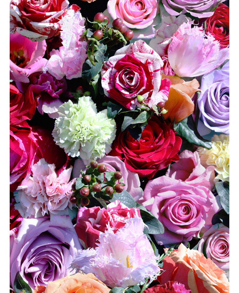papier peint rose muriva,fleur,roses de jardin,rose,rose,rosa centifolia