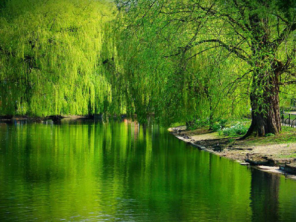 most beautiful desktop wallpapers,natural landscape,nature,body of water,green,water