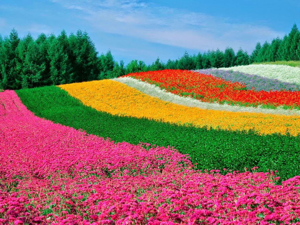 most beautiful desktop wallpapers,natural landscape,field,nature,flower,plant