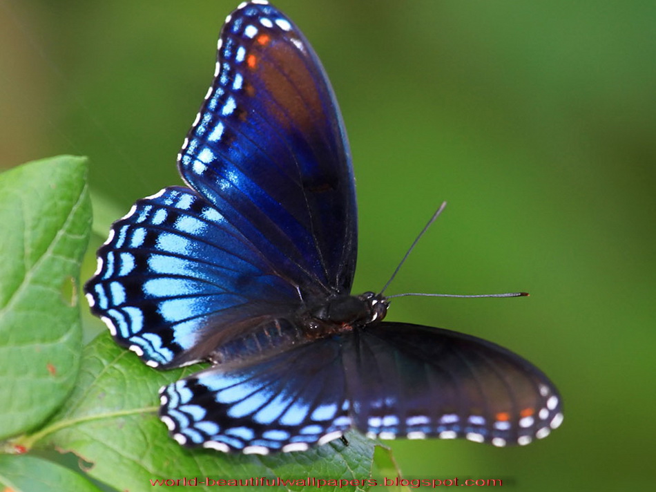 hot beautiful wallpaper,moths and butterflies,butterfly,insect,invertebrate,brush footed butterfly