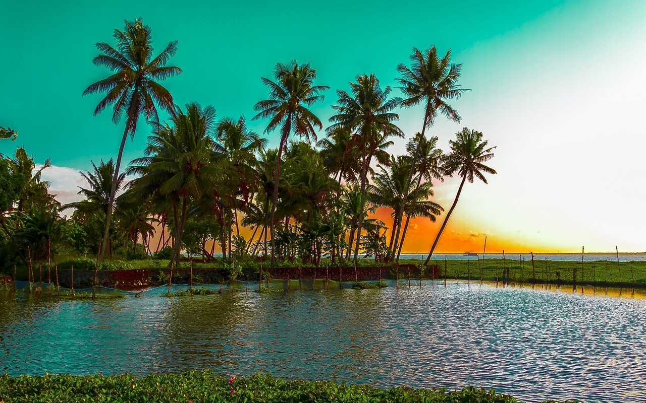 beautiful beautiful wallpaper,nature,tree,natural landscape,palm tree,sky