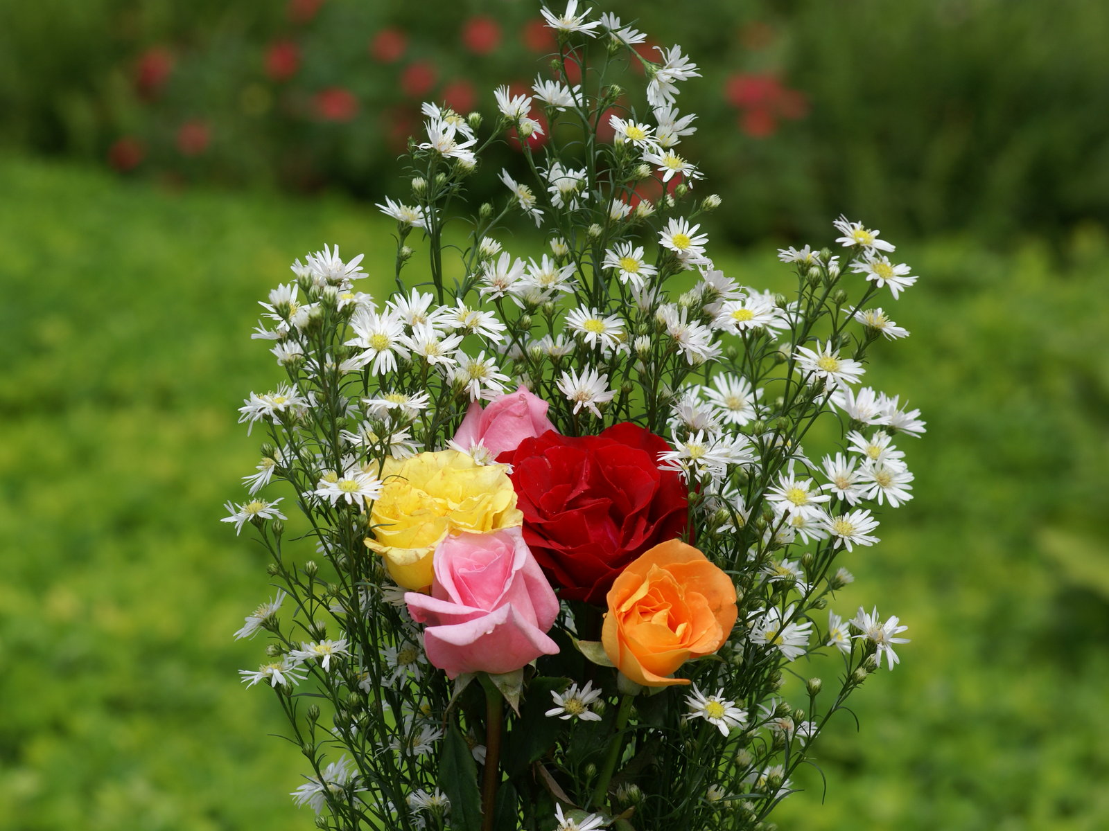 아름다운 아름다운 벽지,꽃,꽃 피는 식물,식물,장미,장미 가족