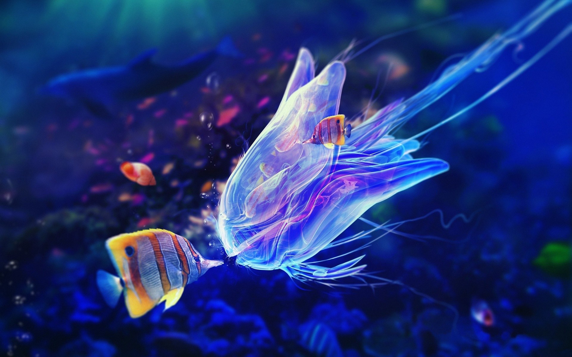 beautiful beautiful wallpaper,marine biology,water,organism,cnidaria,underwater