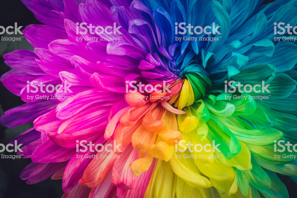 beautiful colour wallpaper,flower,petal,pink,plant,close up