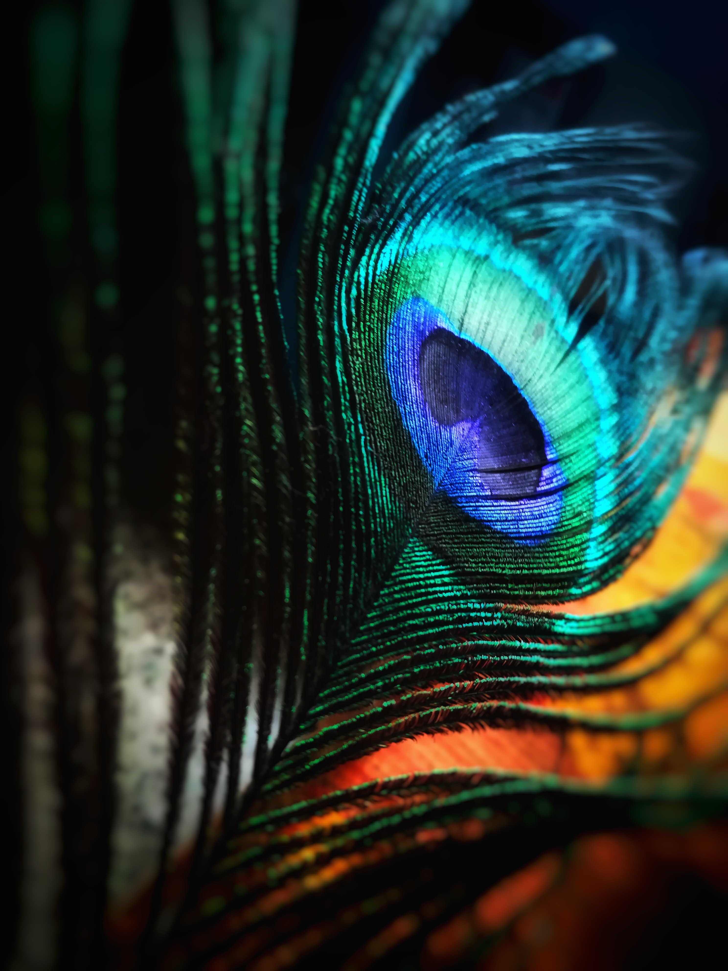 hermoso color de fondo de pantalla,pluma,azul,ligero,turquesa,ojo