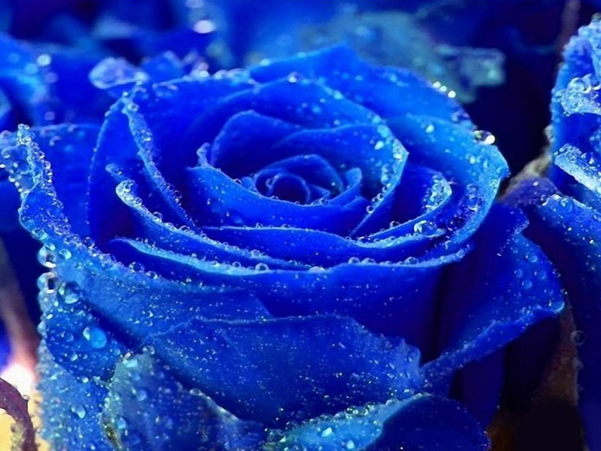 美しい色の壁紙 ローズ 青い 青いバラ 庭のバラ 花 3084 Wallpaperuse