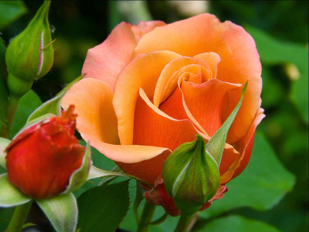 bella carta da parati a colori,fiore,pianta fiorita,julia child rose,petalo,rose da giardino