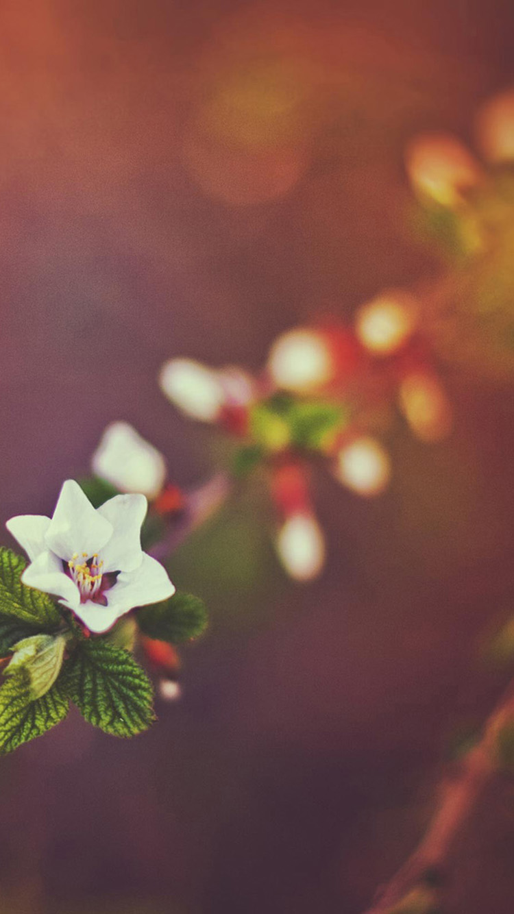 téléchargement de fond d'écran unique,la nature,fleur,pétale,plante,macro photographie