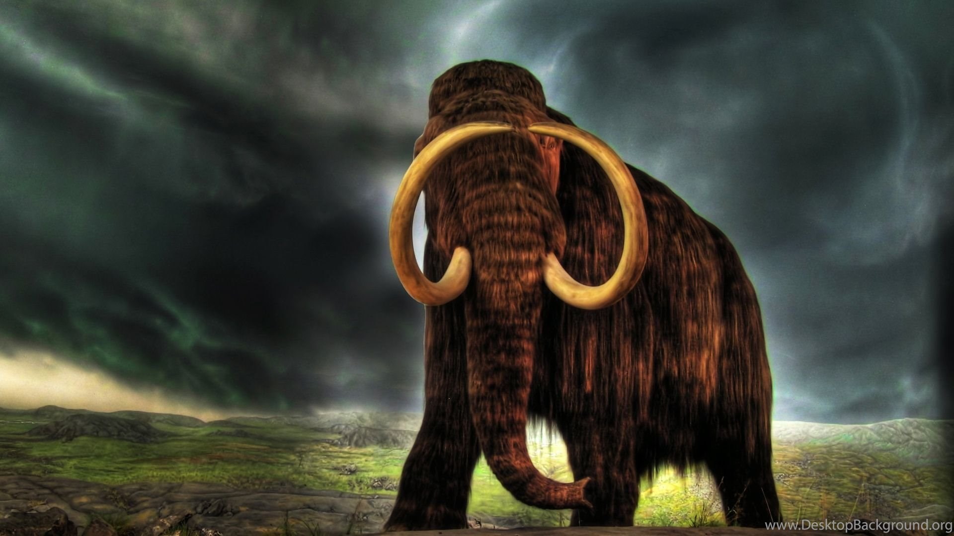 download di sfondi unici,mammut,elefanti e mammut,elefante,elefante indiano,animale terrestre