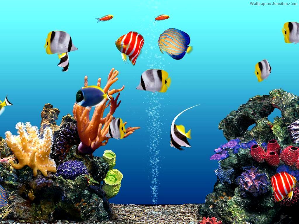 téléchargement de fond d'écran unique,poissons de récifs coralliens,sous marin,récif de corail,biologie marine,poisson