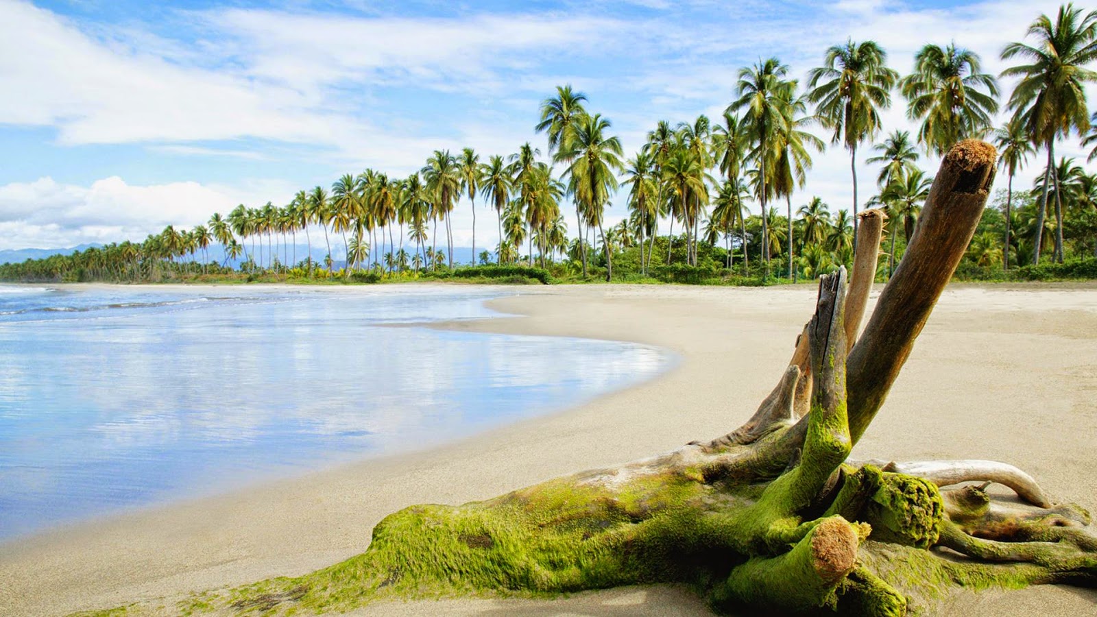 bellissimi sfondi per laptop,natura,paesaggio naturale,albero,riva,palma