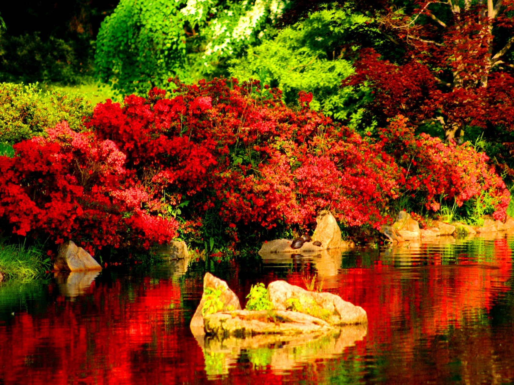 www 아름다운 월페이퍼,자연,자연 경관,반사,나무,빨간