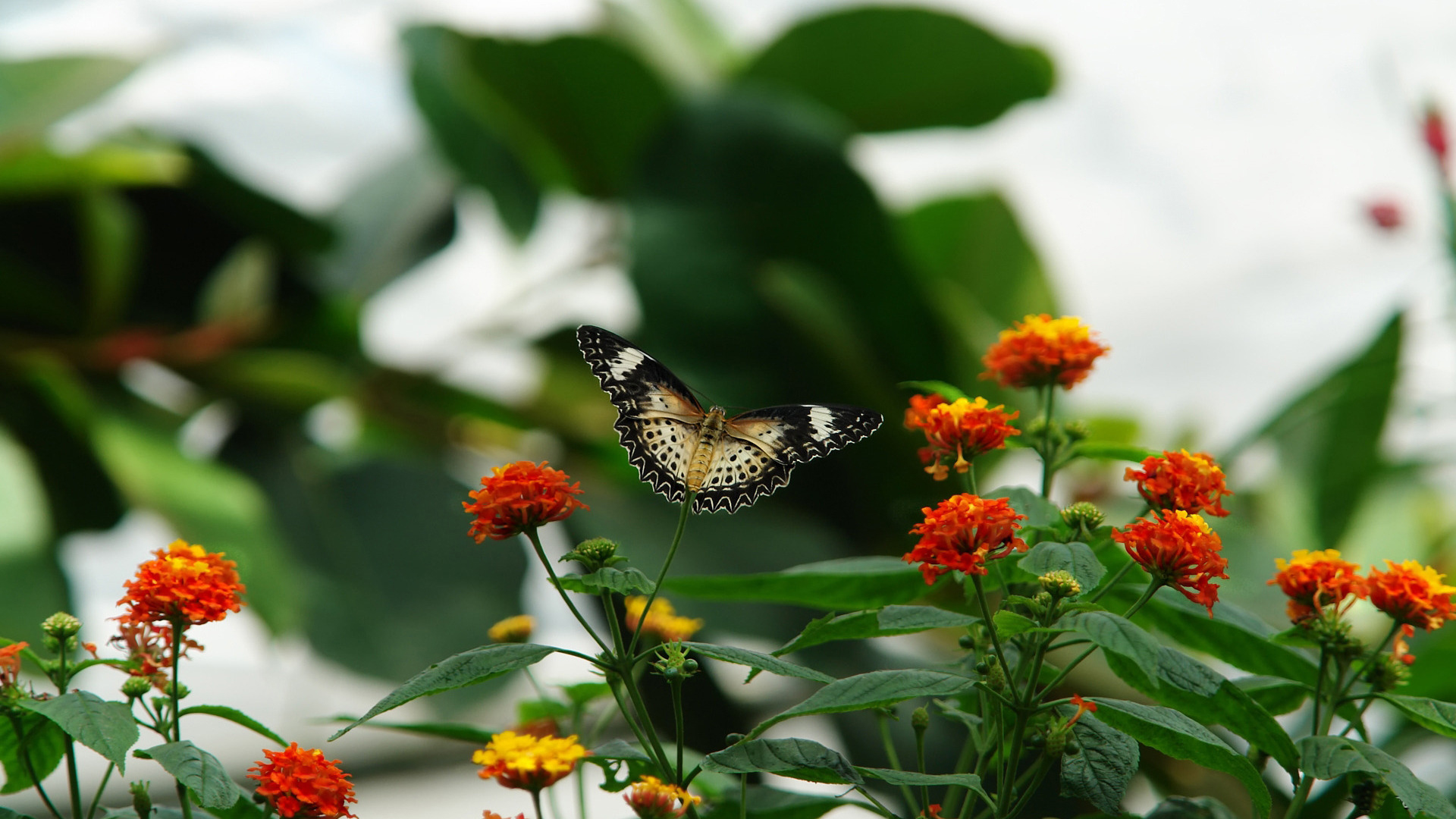 www beaux fonds d'écran,sous genre de cynthia,papillon,fleur,insecte,papillons et papillons