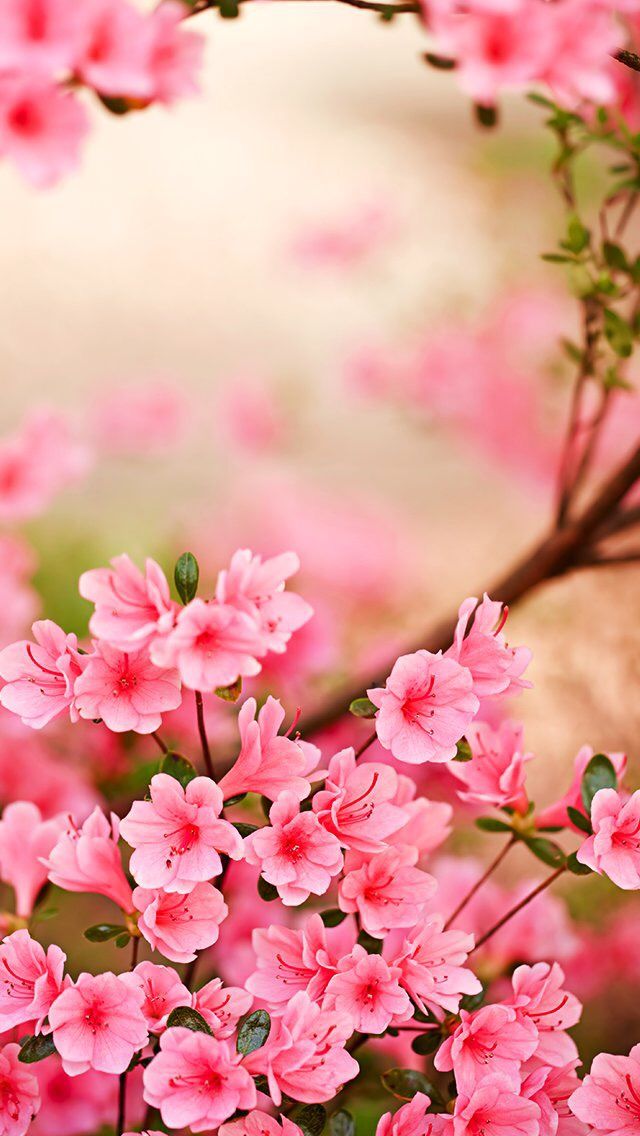 gゼル壁紙,花,ピンク,花弁,花,桜の花