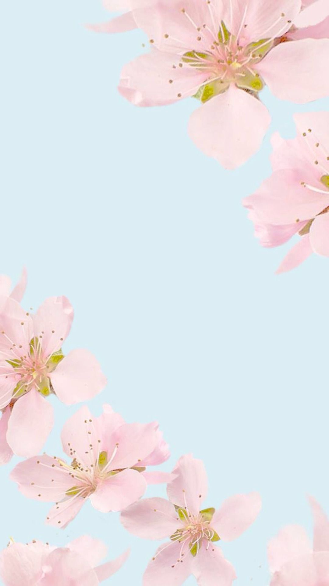 プリティ壁紙tumblr,ピンク,花,花,桜の花,花弁