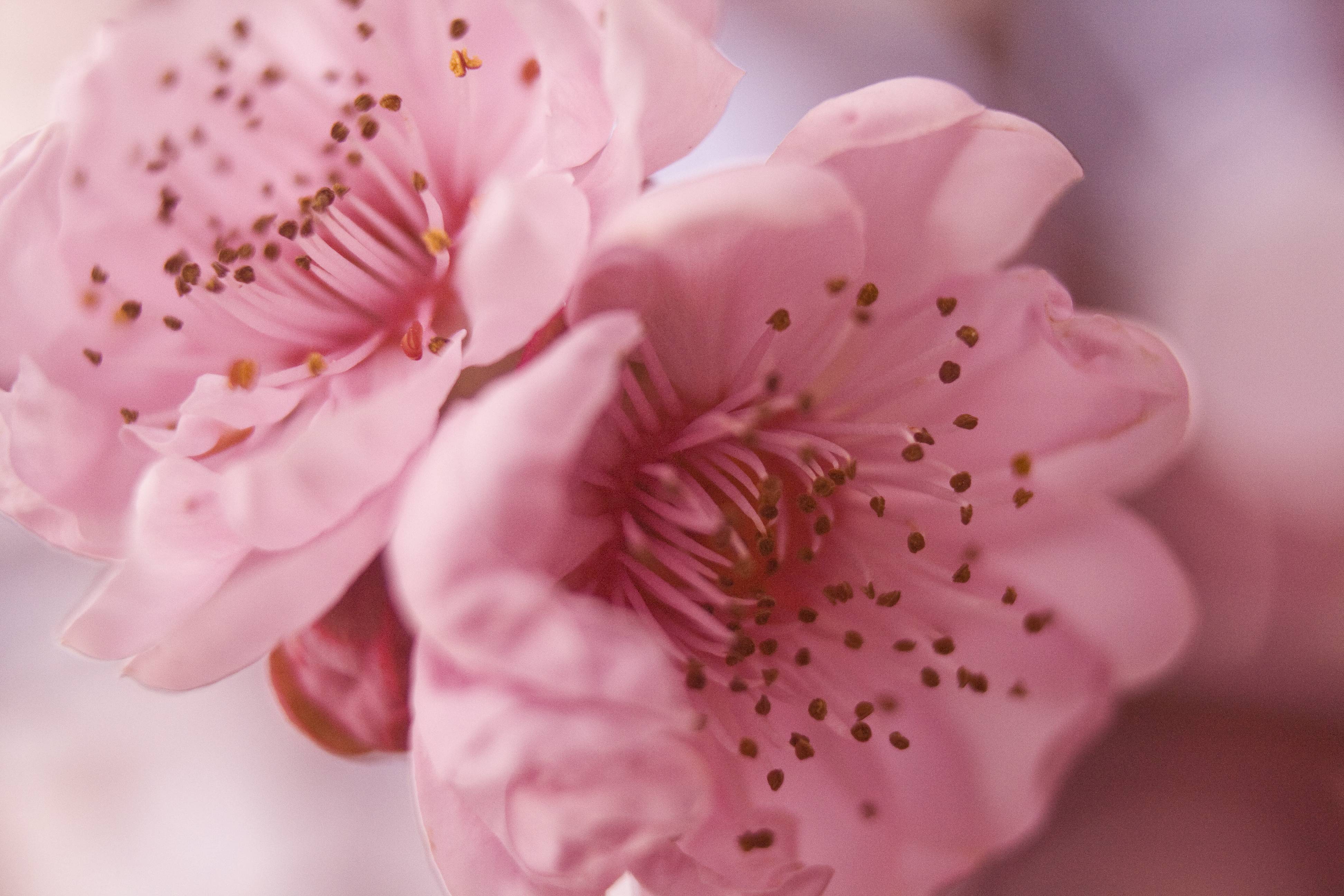 pretty wallpapers tumblr,pink,petal,flower,cherry blossom,blossom