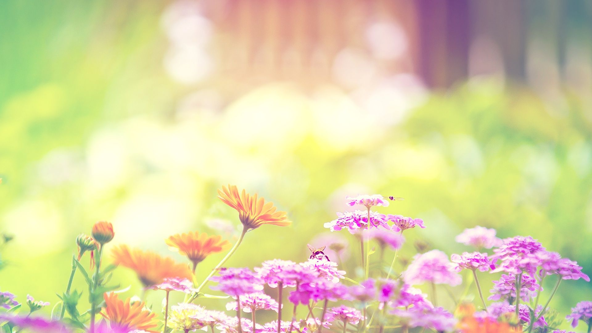 fondos de pantalla bonitos tumblr,flor,naturaleza,primavera,rosado,planta