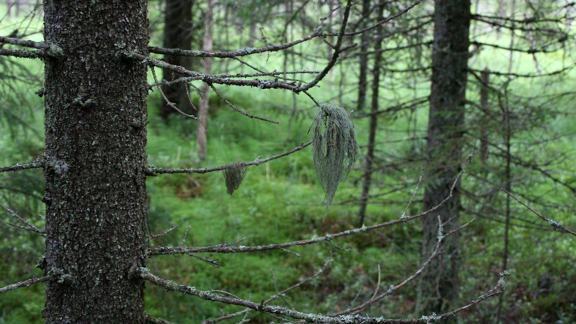 güzel wallpaper,forest,tree,natural environment,woodland,old growth forest