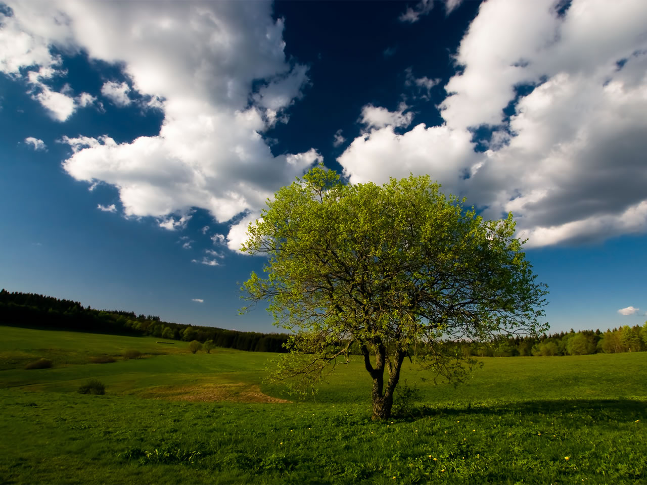 attraktivste tapete,himmel,natürliche landschaft,natur,wiese,baum