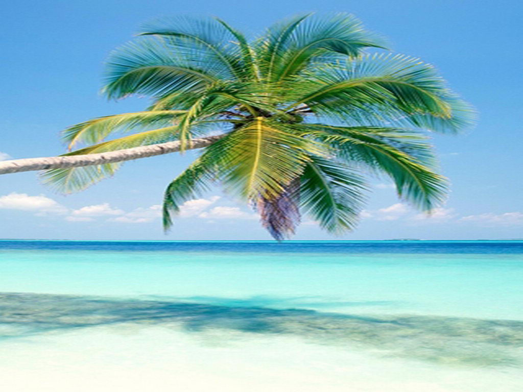 most attractive wallpaper,tree,tropics,sky,nature,palm tree (388754