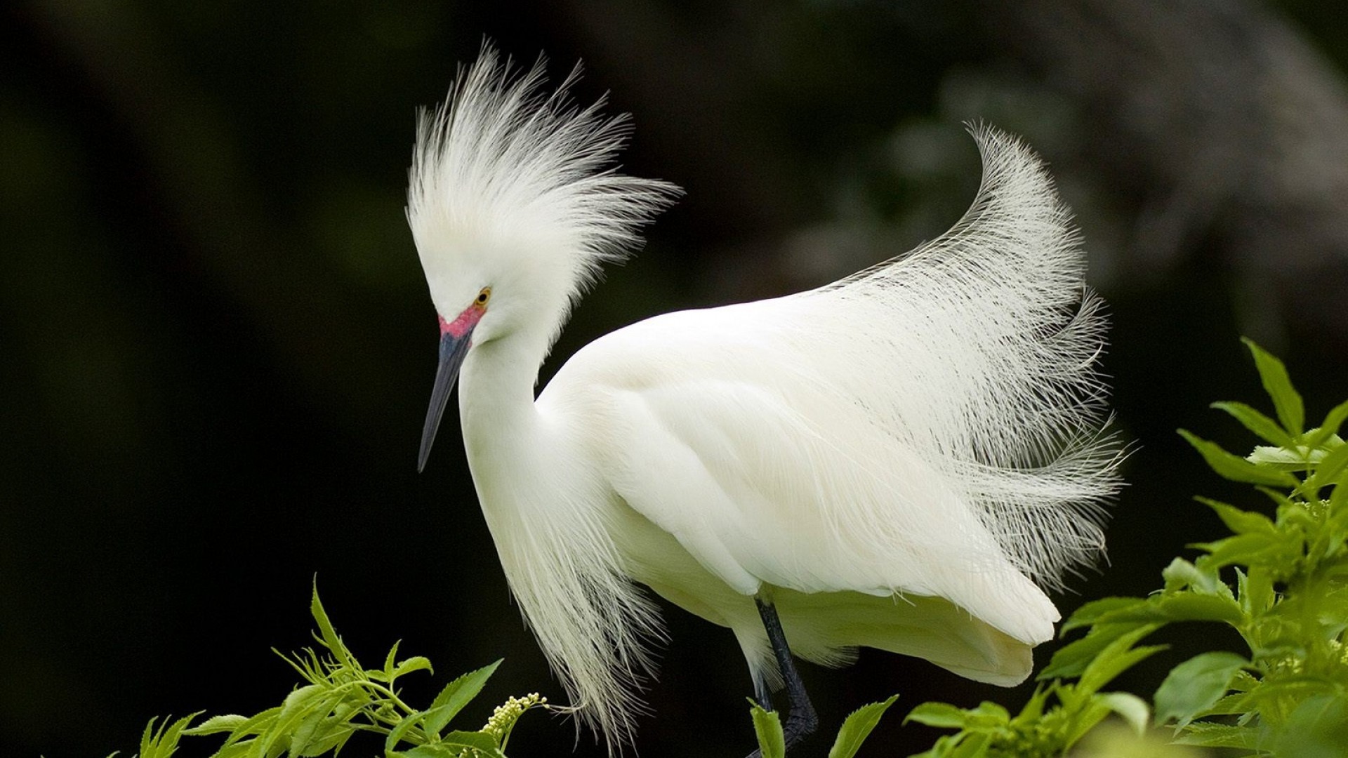 fondo de pantalla más atractivo,pájaro,garceta,pluma,garceta nevada,ala