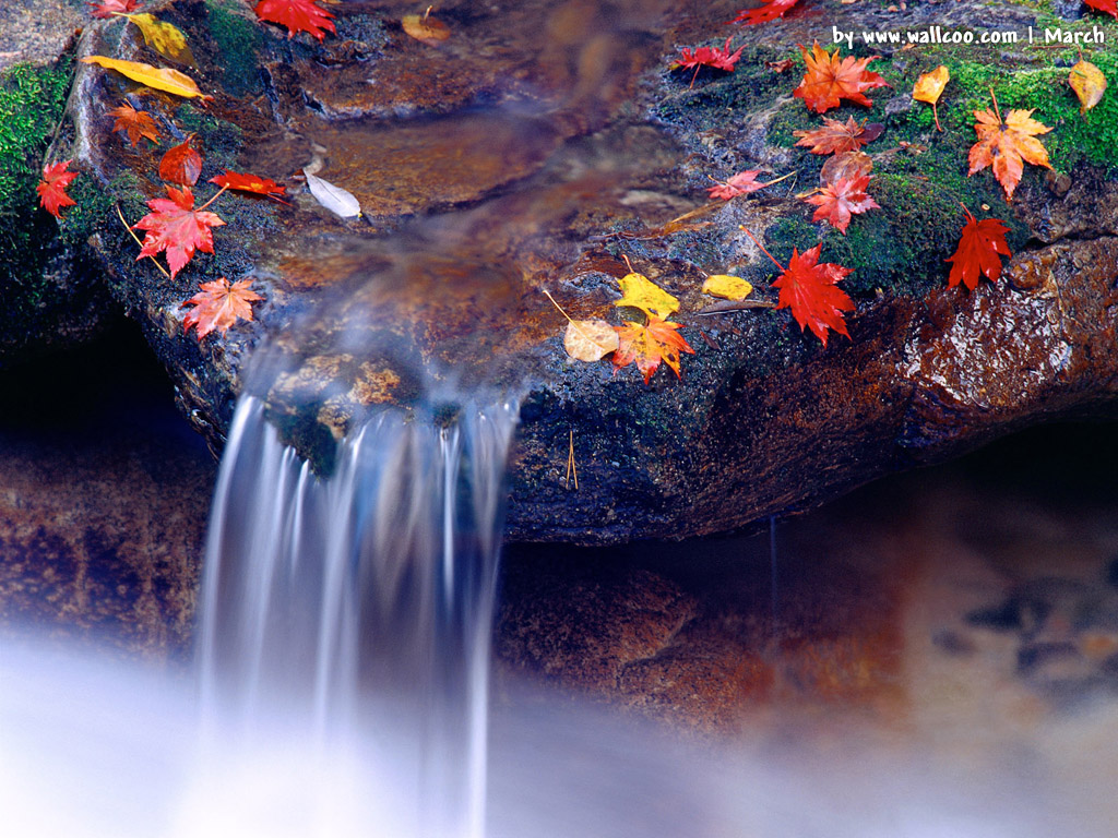 최신 아름다운 월페이퍼,자연,물,폭포,자연 경관,잎