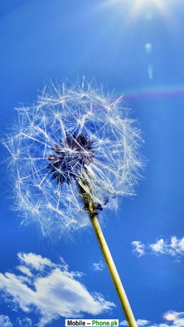 sfondi attraenti per dispositivi mobili,dente di leone,natura,cielo,dente di leone,fiore