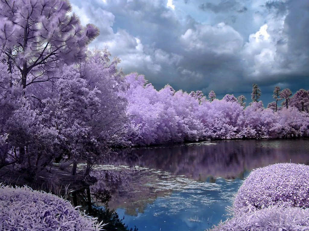 fabelhafte tapete,natur,lavendel,natürliche landschaft,lila,lila