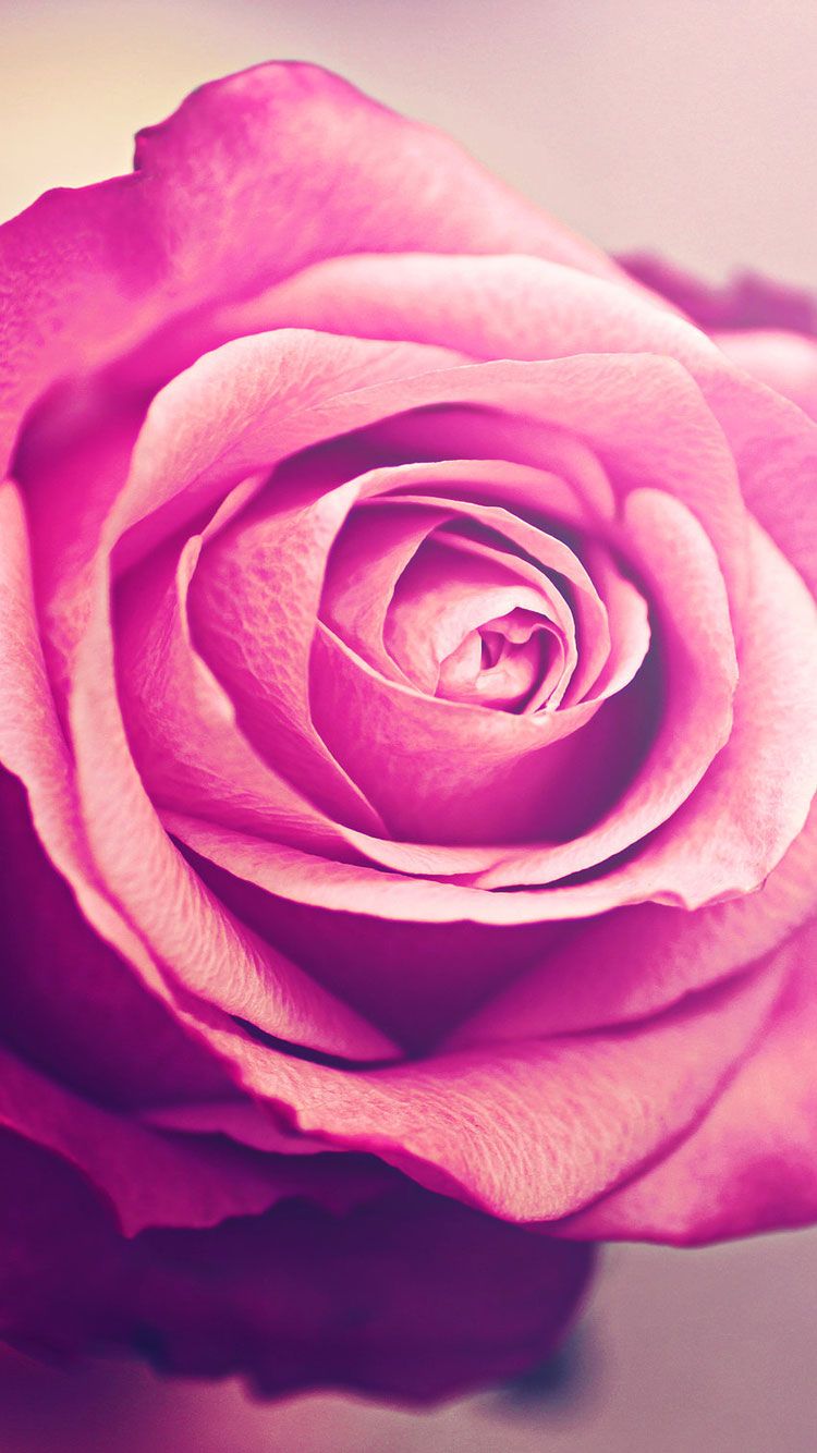 ピンクのバラの壁紙iphone,庭のバラ,ローズ,ピンク,花,花弁