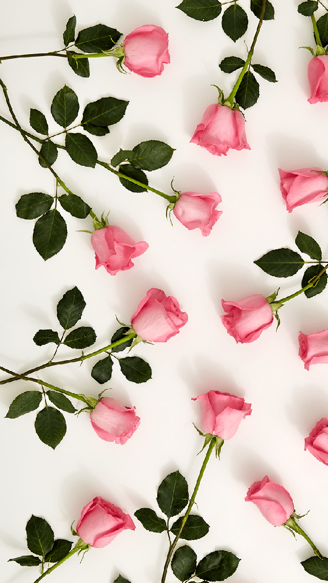 ピンクのバラの壁紙iphone,ピンク,花弁,花,工場,ローズ