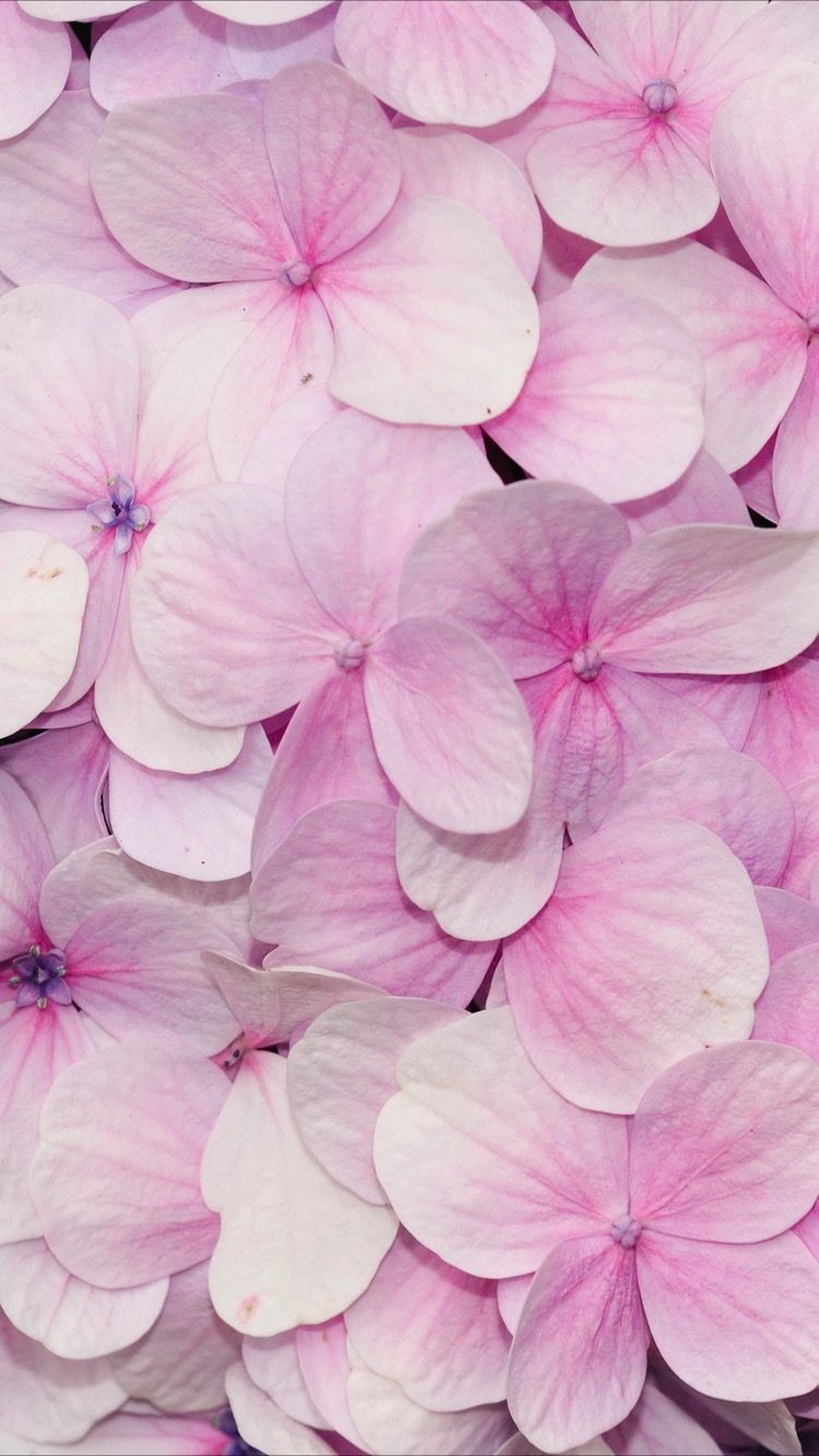 귀여운 아이폰 7 플러스 벽지,꽃잎,분홍,꽃,라일락 꽃,식물