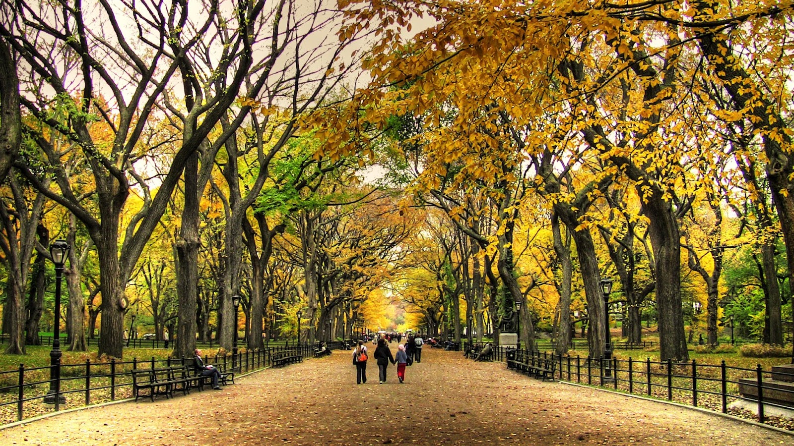 papier peint estados unidos,arbre,la nature,paysage naturel,l'automne,jaune