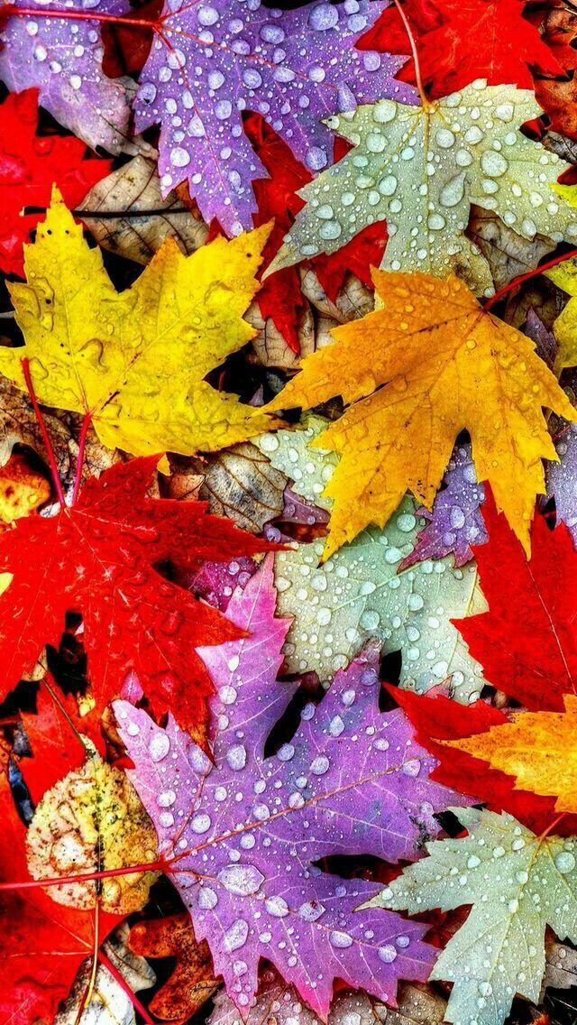 lindo otoño fondos de pantalla para iphone,hoja,árbol,hoja de arce,planta,otoño