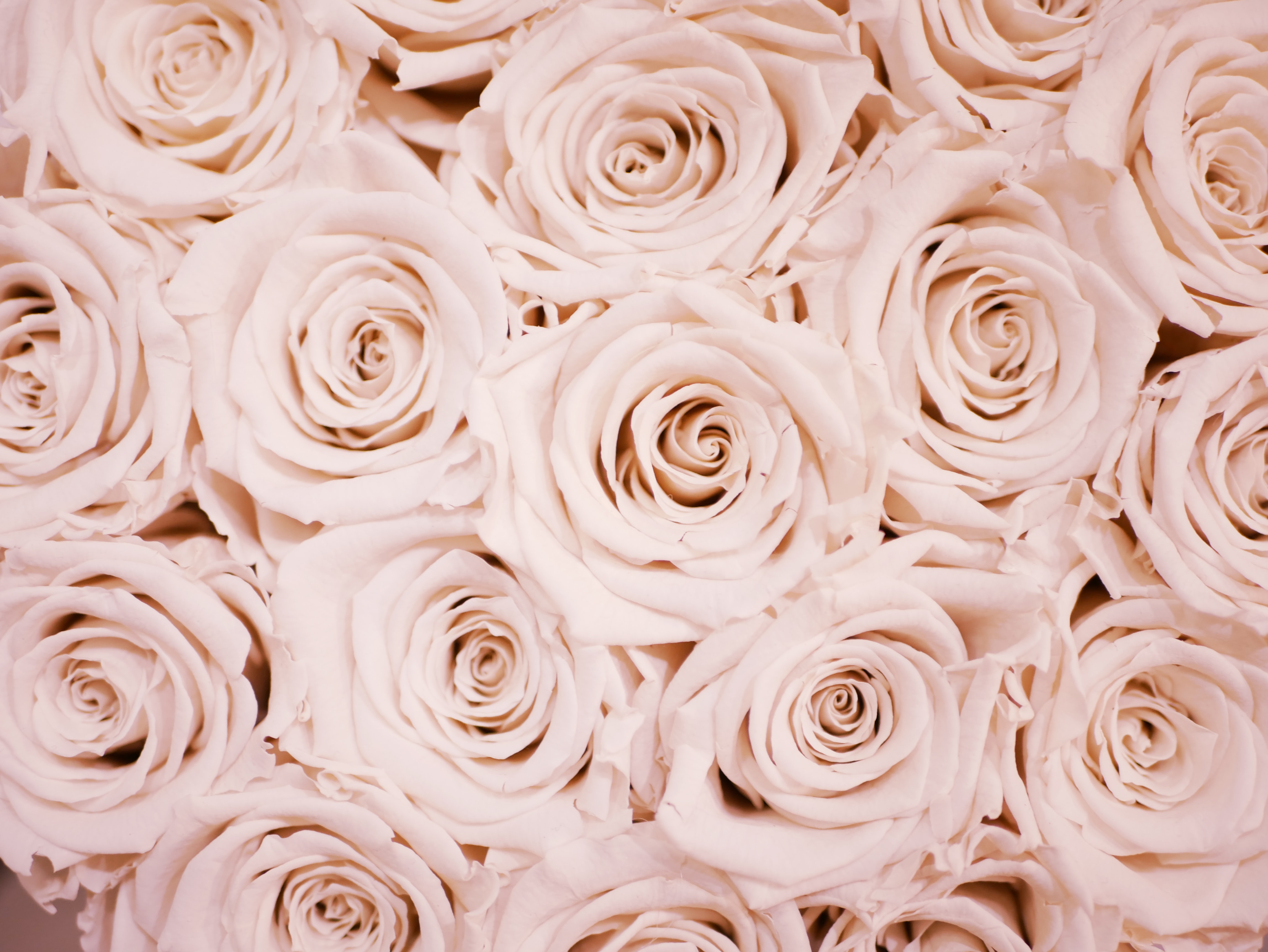 lindo fondo de pantalla de oro,rosa,rosas de jardín,flor,familia rosa,cortar flores