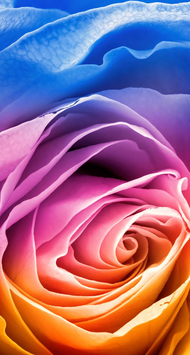 iphone 6sローズゴールド壁紙,花弁,ローズ,ピンク,紫の,庭のバラ