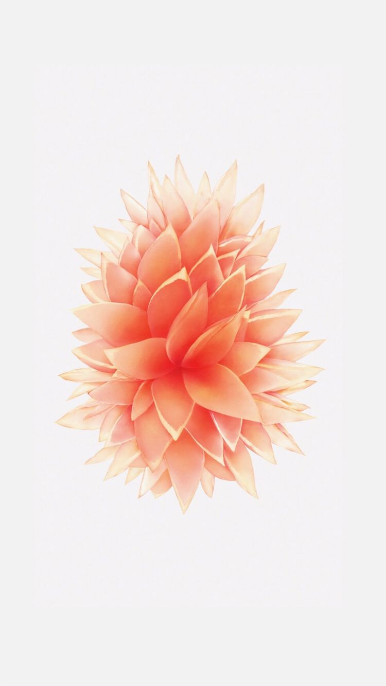 iphone 6s rose gold wallpaper,pink,pom pom,peach,petal,flower