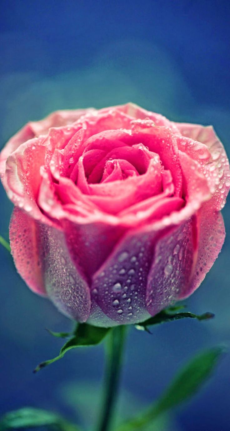 아이폰 6s 로즈 골드 벽지,꽃,정원 장미,분홍,장미,꽃잎