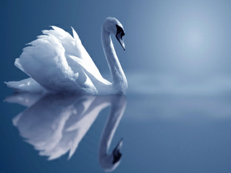 new latest wallpaper download,swan,bird,water bird,sky,tundra swan