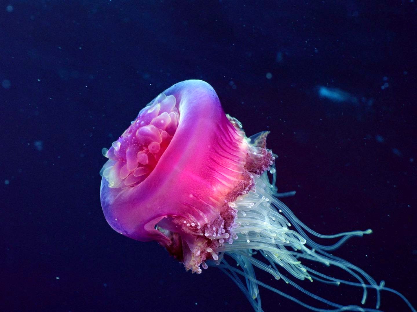 Purple Jellyfish Wallpaper Hd WallpaperUse