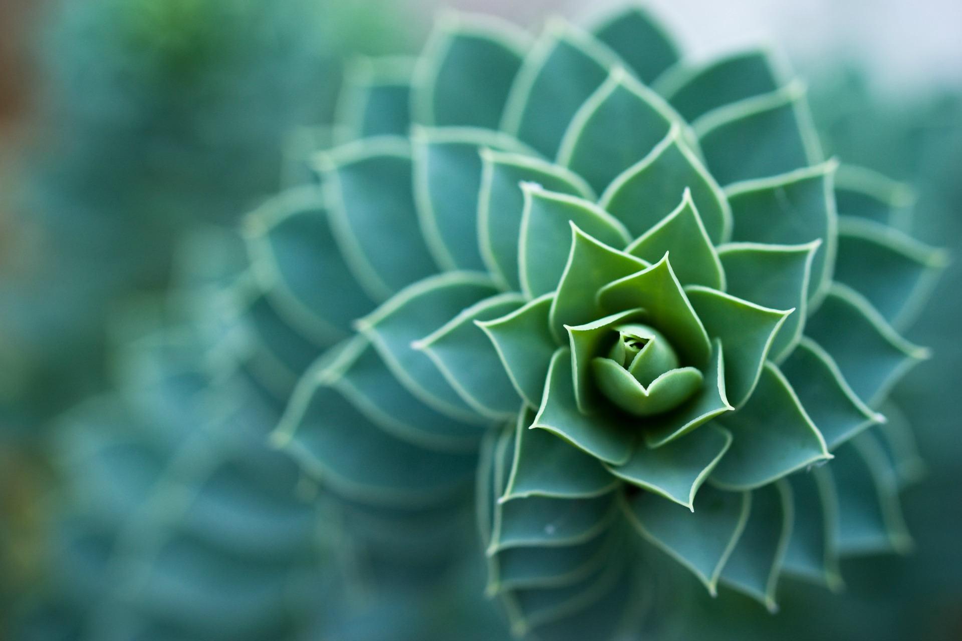 fondo de pantalla de mindfulness,verde,hoja,planta,flor,echeveria