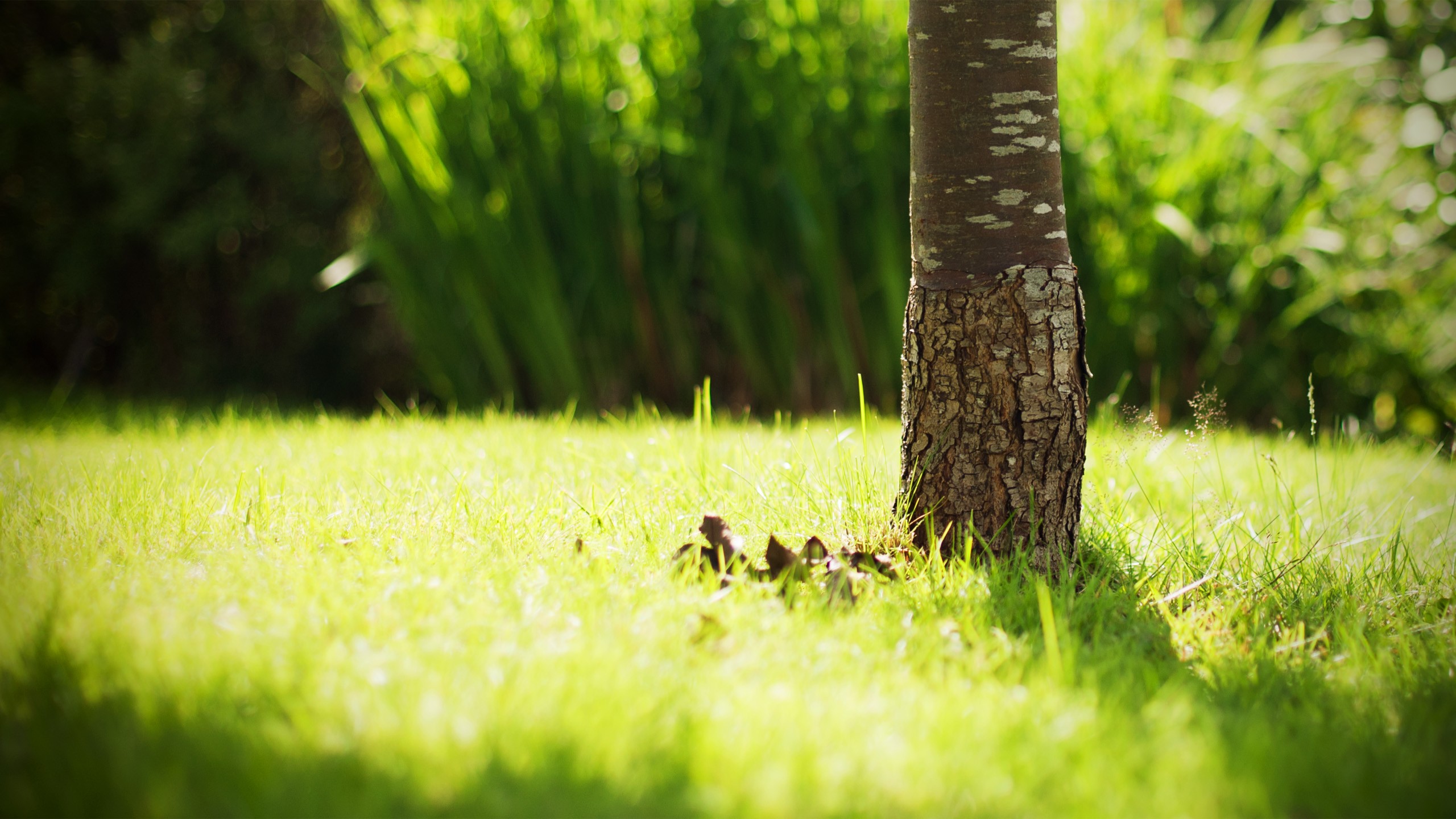 papier peint bur,vert,la nature,herbe,paysage naturel,arbre