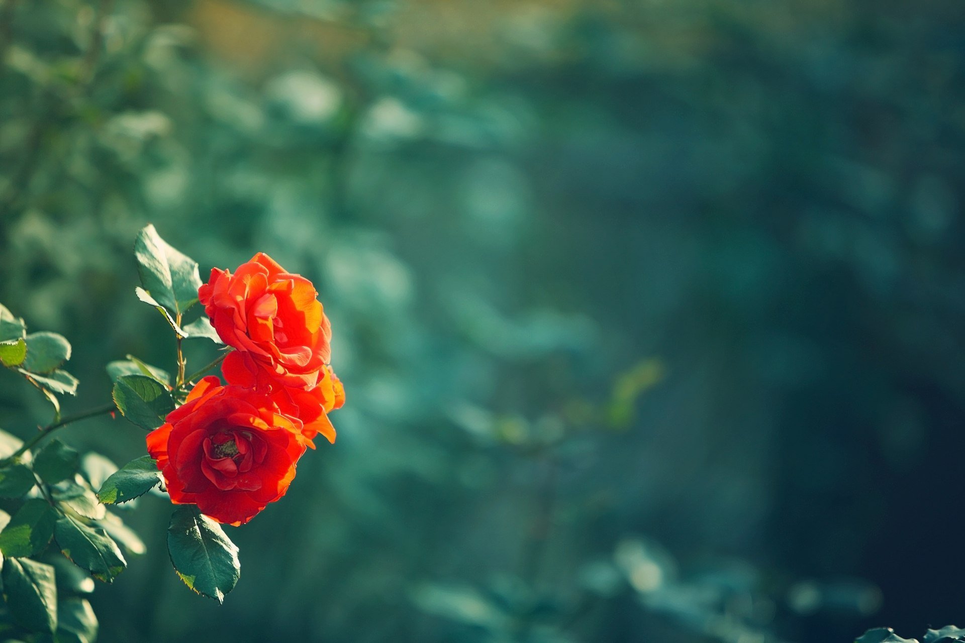 bur fondo de pantalla,rojo,naturaleza,flor,rosas de jardín,pétalo